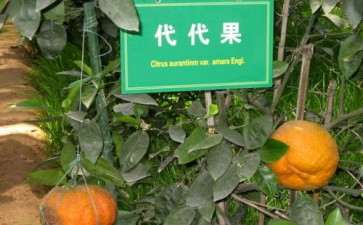 为什么盆栽代代要注意以下4点 图片