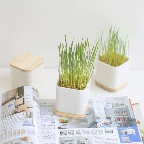 现代办公室怎么种植盆栽花木的方法