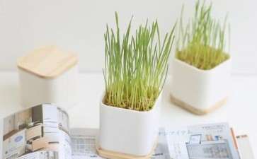 现代办公室怎么种植盆栽花木的方法