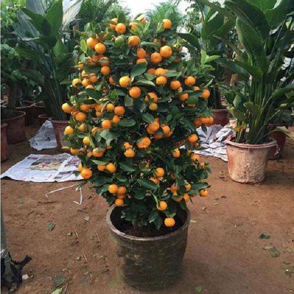盆栽金桔观赏后怎么养护