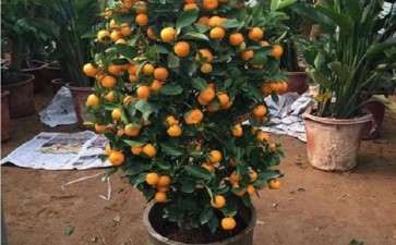 盆栽金桔观赏后怎么养护的5个方法