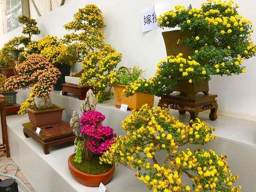 盆栽菊花怎么越冬的2个方法