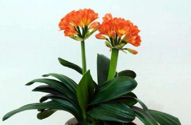 君子兰烂根及怎么防治的对策