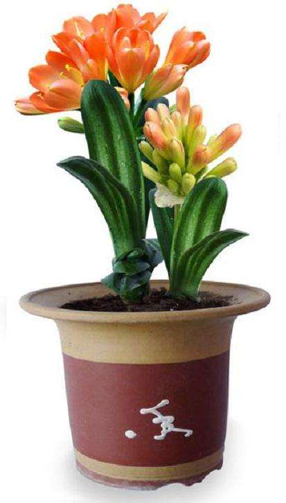 君子兰烂根及怎么防治的对策