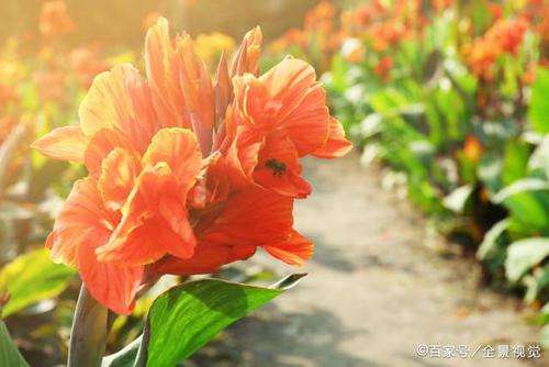 怎么盆栽美人蕉的5个方法