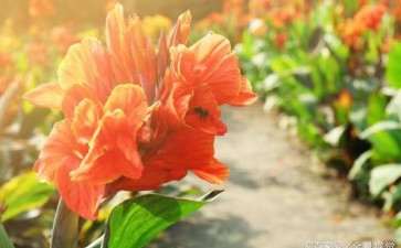 怎么盆栽美人蕉的5个方法