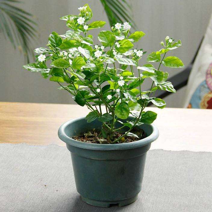 盆栽茉莉怎么盆土配制的方法