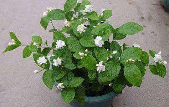 茉莉花盆栽怎么浇水的3个方法