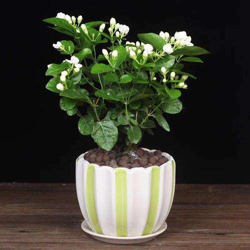 茉莉花盆栽怎么换盆的3个方法