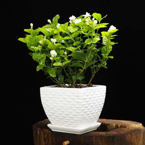 茉莉花盆栽怎么修剪的3个方法