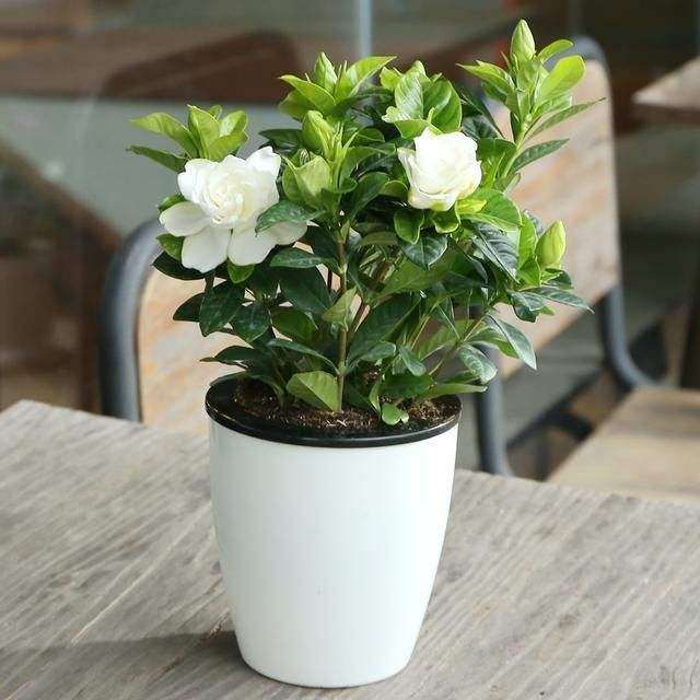 茉莉花盆栽怎么防治病虫害