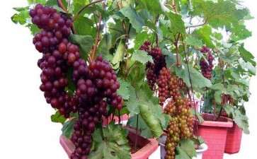 盆栽葡萄怎么植株分离的2个方法
