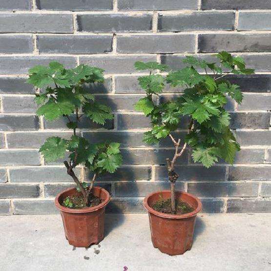 盆栽葡萄怎么病虫害防治的3个方法