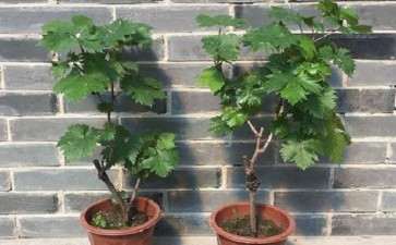 盆栽葡萄怎么病虫害防治的3个方法