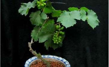 盆栽葡萄怎么整形修剪的3个方法