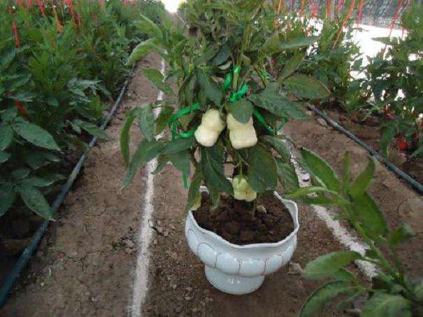 怎么盆栽人参果的6个技术