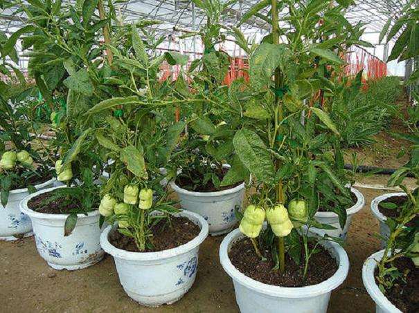 怎么盆栽人参果的6个技术