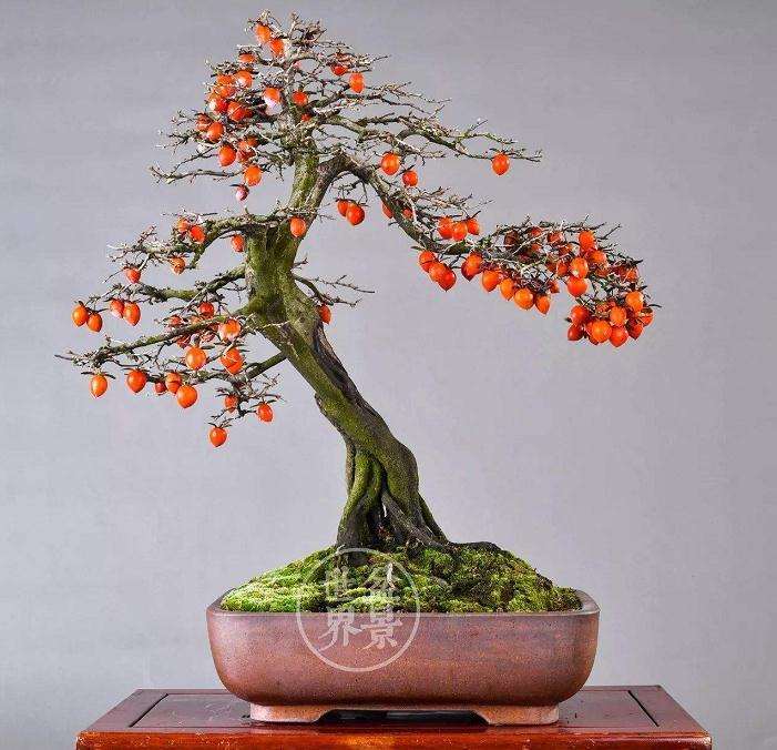 盆栽柿树怎么花果管理的2个方法