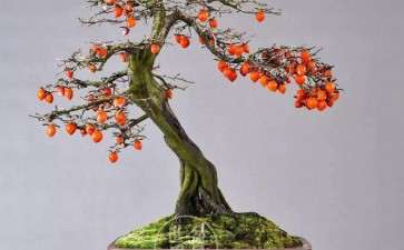 盆栽柿树怎么花果管理的2个方法