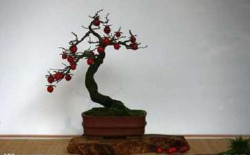 盆栽柿树怎么病虫害防治的2个要点