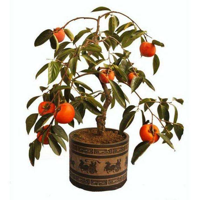 盆栽柿树怎么整形修剪的