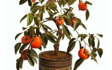 盆栽柿树怎么整形修剪的2个方法