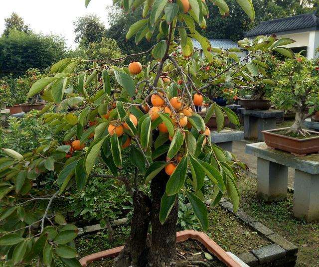 盆栽柿树怎么肥水管理的3个方法