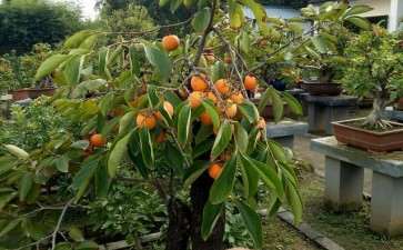 盆栽柿树怎么肥水管理的3个方法