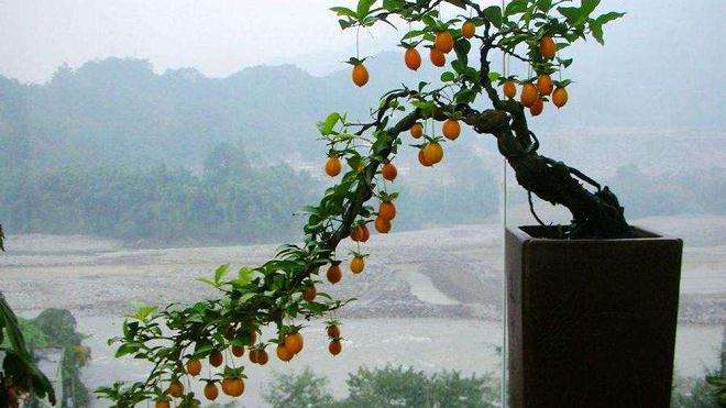 盆栽柿树怎么上盆与换盆的2个方法