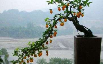 盆栽柿树怎么上盆与换盆的2个方法