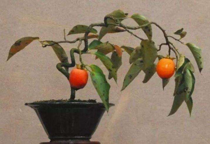 盆栽柿树的品种与苗木怎么选择