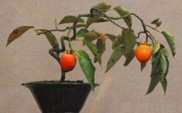 盆栽柿树的品种与苗木怎么选择