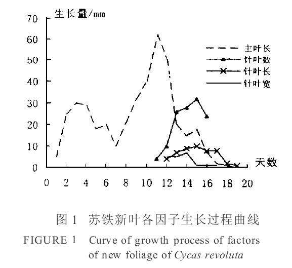盆栽苏铁展叶规律及叶形控制技术研究