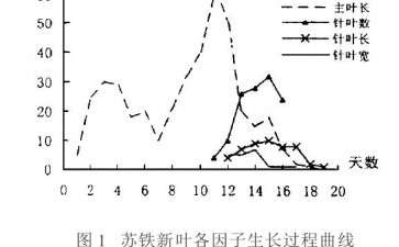 盆栽苏铁展叶规律及叶形控制技术研究