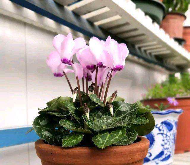 仙客来盆栽怎么越夏的方法