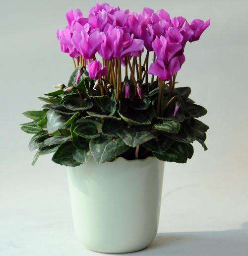 仙客来盆栽植株怎么休眠越夏的2个方法