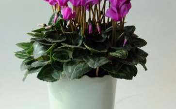 仙客来盆栽植株怎么休眠越夏的2个方法