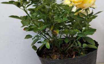 月季盆栽怎么上盆与换盆的4个方法