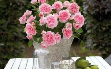 月季盆栽怎么修剪的5个方法