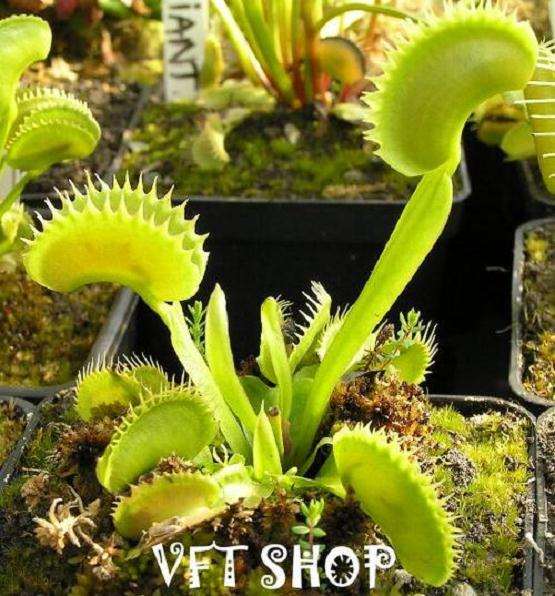 怎么种植捕蝇草盆栽的5个方法