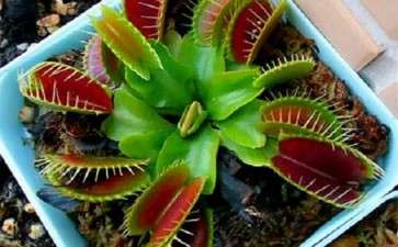 怎么种植捕蝇草盆栽的5个方法