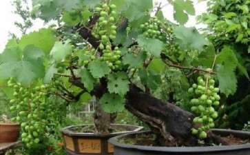 葡萄怎么快速盆栽的8个技术