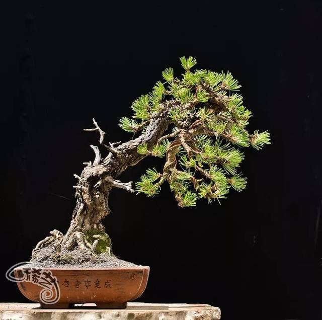 浅谈盆栽与盆景的联系有什么不同