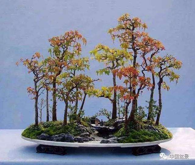 浅谈盆栽与盆景有什么不同之处