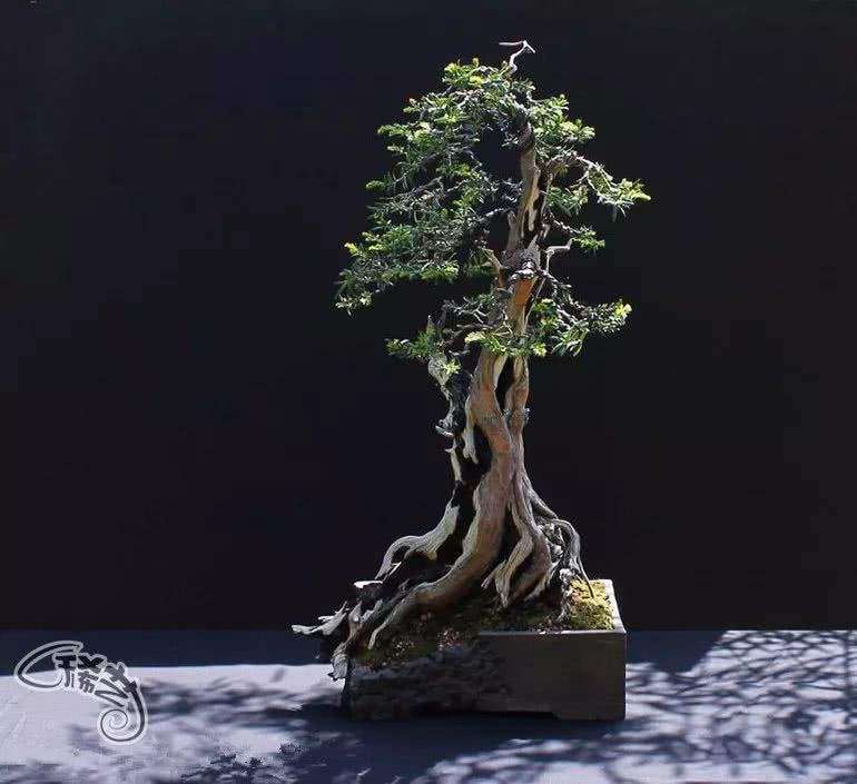 浅谈盆栽与盆景有什么不同之处