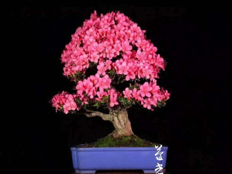 应运用辩证的观点对待盆栽与盆景