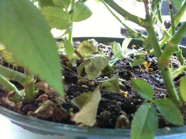 盆栽花卉叶片发黄的4个原因及预防措施