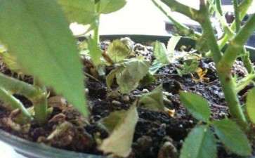 盆栽花卉叶片发黄的4个原因及预防措施