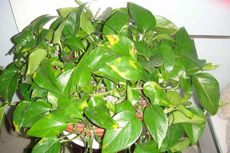 盆栽花卉叶片发黄的5个预防措施