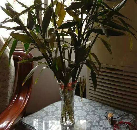 盆栽花卉叶片发黄的5个预防措施